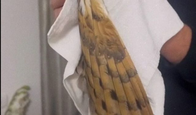 Peçeli baykuş Balkona girdi