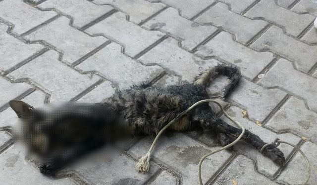 Sahilde ayakları bağlı yavru kedi ölü bulundu