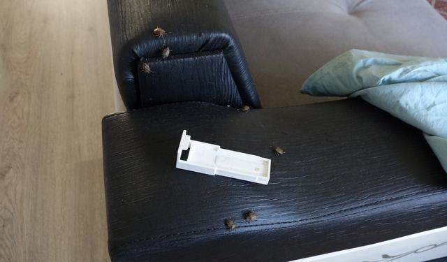 Trabzon'da Kahverengi Kokarca İstilası