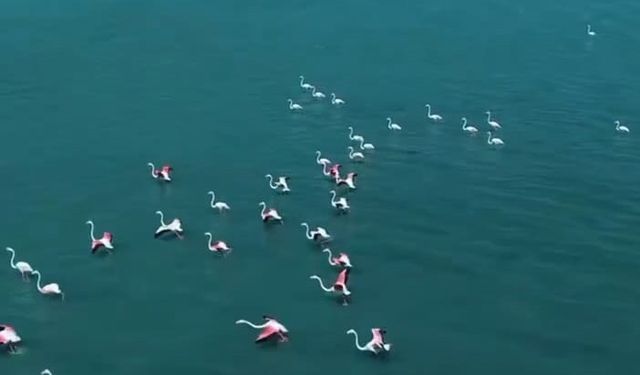 Van'da Jandarmadan Flamingo Nöbeti