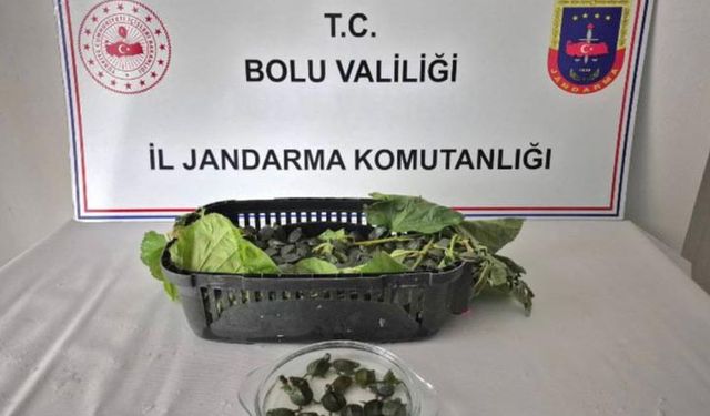 Yolcu otobüsünde yüzlerce su kaplumbağası ele geçirildi