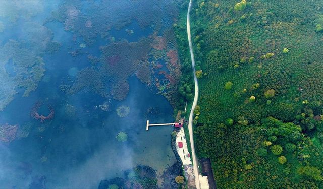Efteni Kuş Cenneti'nde sonbahar renkleriyle sis göz alıcı manzara oluşturdu