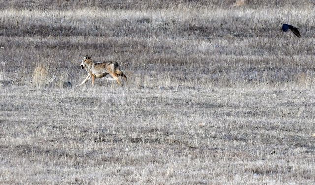 Kars kırsalında kurt ve vaşak aynı karede