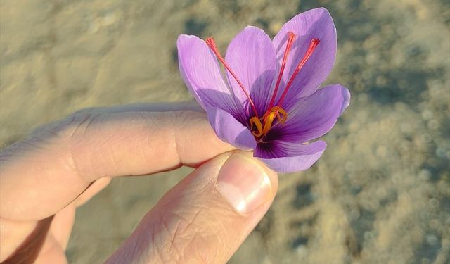 Kırşehir'de Safranın Deneme Ekimlerinden Başarı