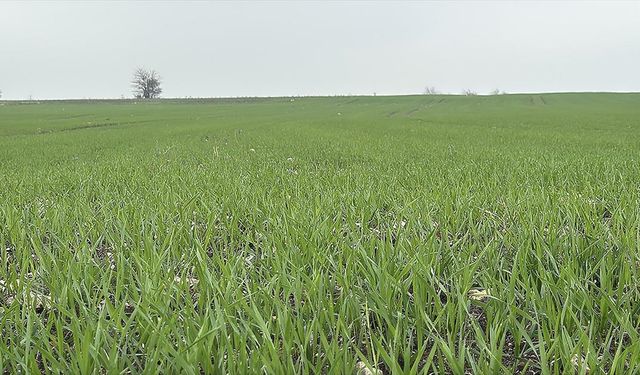 Trakya'da Buğday Ekim Mesaisi