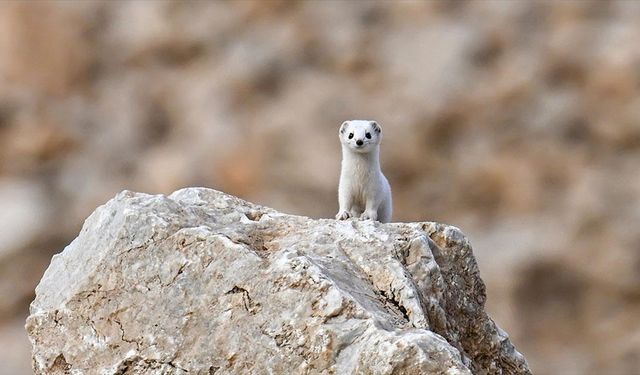 Van'da nesli koruma altındaki beyaz gelincik görüldü