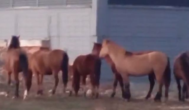 Bolu'da yılkı atları şehre indi