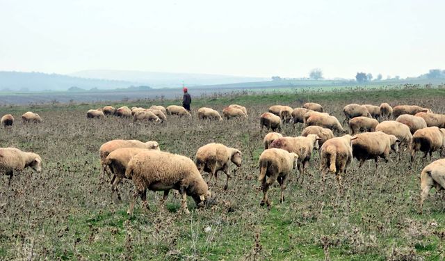 Edirne'de köy merasında top mermisi bulundu