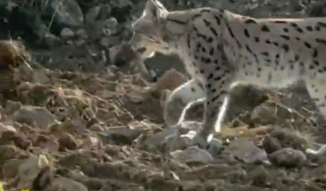 Hakkari'de nesli tehlike altındaki vaşak kameralara yansıdı