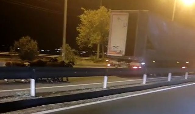 Hareket halindeki TIR'dan koyun çaldılar
