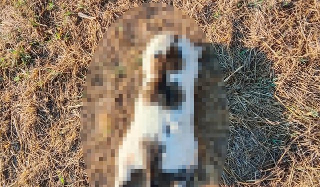İşkenceyle öldürülen kedi için soruşturma başlatıldı