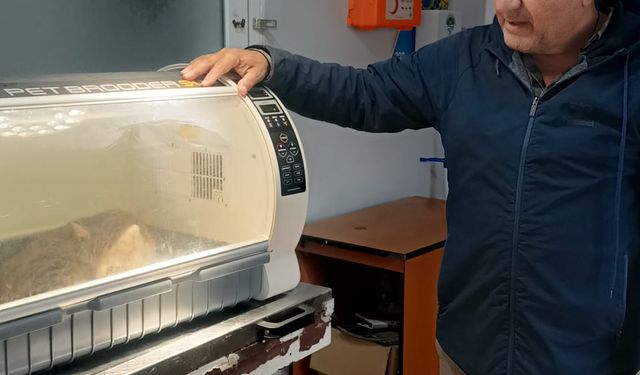 Kayıp sokak kedisi, patisinde mermiyle geri döndü