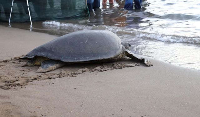 Lansinoh'un rotasını 25 bin kişi görüntüledi