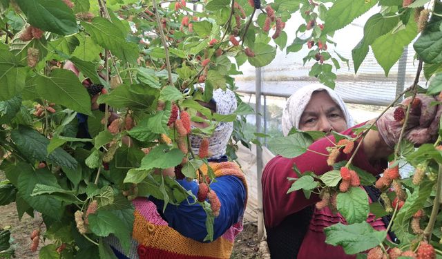 Mersin'de karadut hasadı start verdi