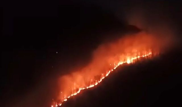 Ordu'da ormana sıçrayan yangına müdahale sürüyor