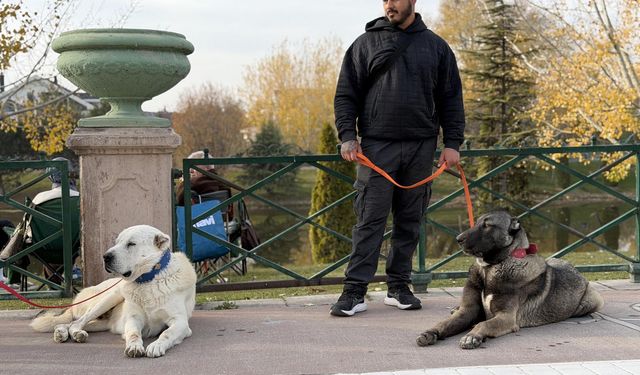 Türk Çoban Köpekleri Dünyaya Tanıtılıyor