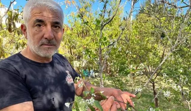 Hatay'da yükselen sıcaklıklar nedeniyle meyve ağaçları çiçek açtı