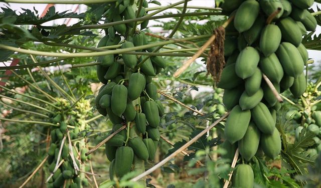 Alanya'daki papaya meyvesine yurt dışından rağbet