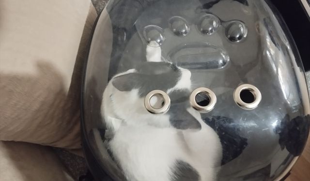 Havalandırma boşluğuna düşen kedi kurtarıldı