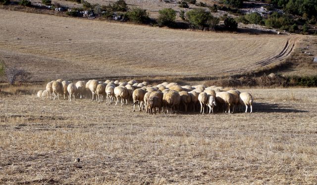 Çoban bulmak giderek zorlaşıyor