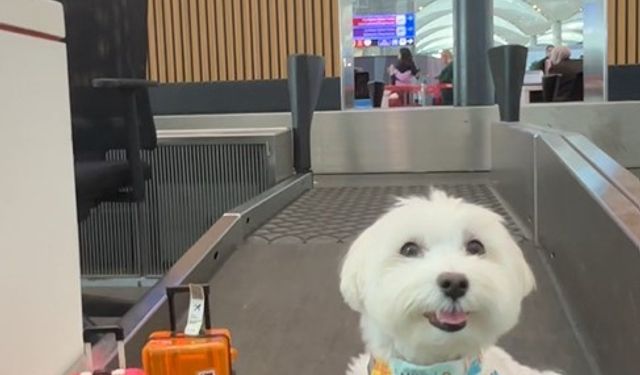 Dünya turundaki 'Tofu' İstanbul'da