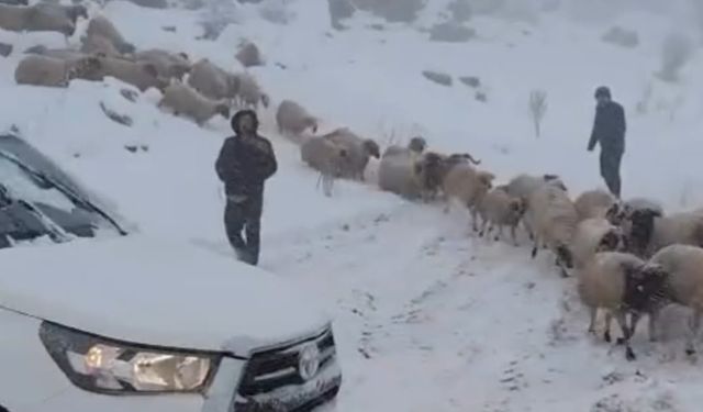 Karda Mahsur Kalan 800 Küçükbaş Hayvan Kurtarıldı