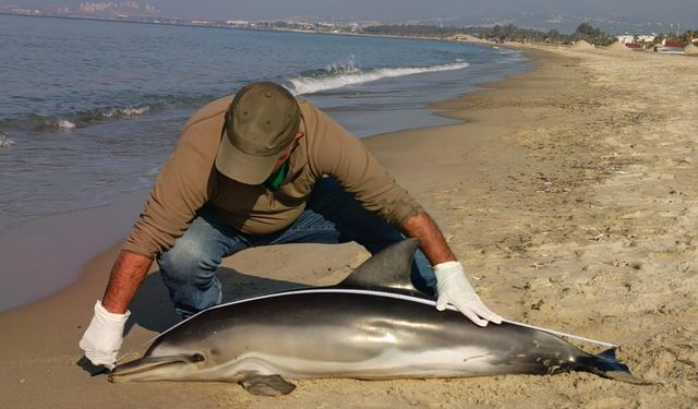 Kuşadası'nda Sahile Yunus Vurdu