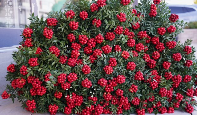 Yılbaşı çiçeği: Kokina fiyatları nedir?