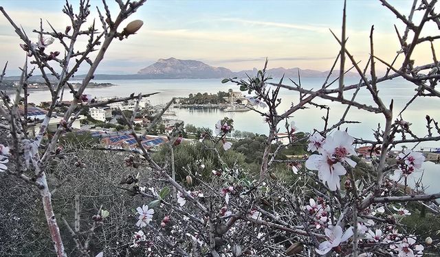 Datça’da 'Geleneksel Badem Çiçeği Festivali' hazırlıkları