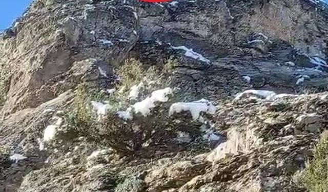 18 keçi kurtarılmayı bekliyor