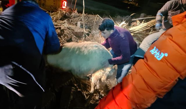 Ahır çöktü: 12 küçükbaş hayvan öldü