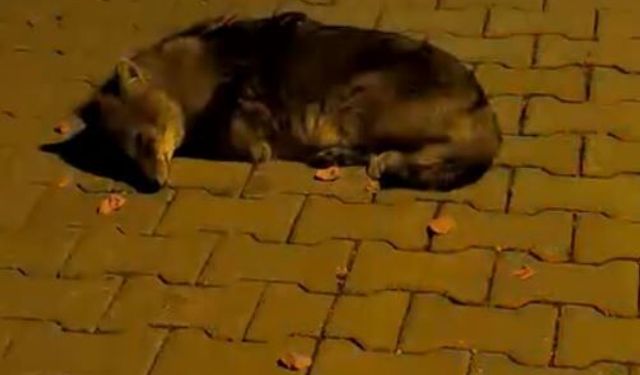 Bitkin Halde Bulunan Çakal Yavrusu Tedavi Altına Alındı