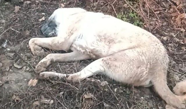 Şanlıurfa'da kendisine doğru koşan köpeği tüfekle öldürdü