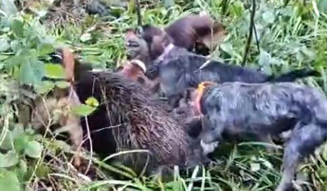 Trabzon'da vurulan domuz avcılara saldırdı