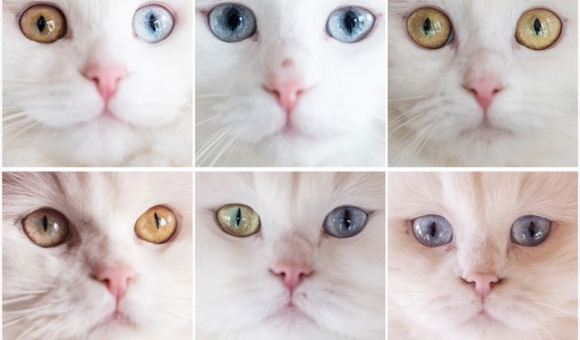 Safkan Ankara kedileri özel koruma altında