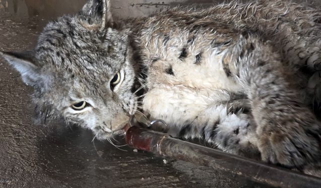 Sivas'ta bulunan vaşak tedavi altına alındı