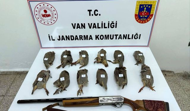 Av tüfeği ile vurulmuş kınalı keklikler ele geçirildi