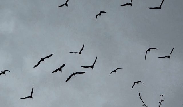 Birecik’te 277 kelaynak doğaya bırakıldı