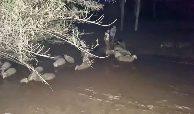 Çamura saplanan koyunlar kurtarıldı