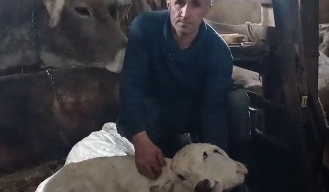 Erzurum'da çift başlı buzağı doğdu