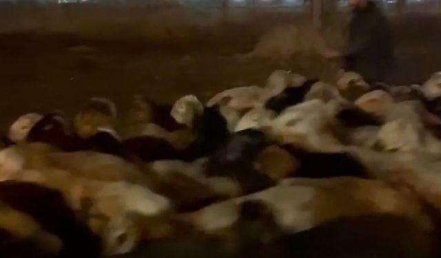 Kayseri'de Su Baskını Riskine Karşı Hayvanlar Tahliye Edildi