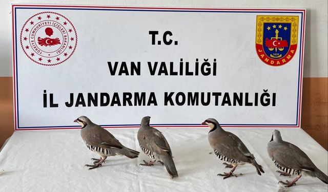 Kınalı keklik avına ceza