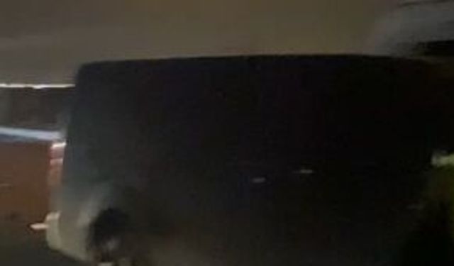 Minibüsün çarptığı 3 at öldü