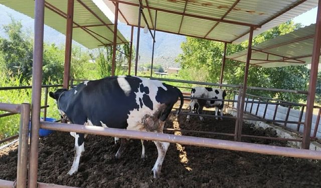 Muğla'da Şap Karantinası