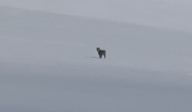 Nesli tehlikede olan vaşak Süphan Dağı eteklerinde görüntülendi