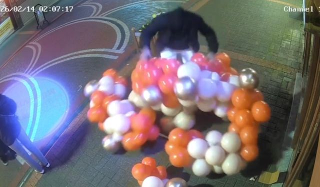 Sevgililer Günü Süslemesi İçin asılan Balonlara Saldırdı