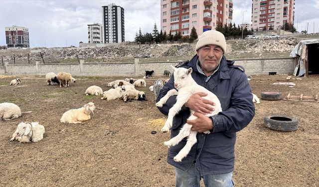 Melikgazi’de Yabani Hayvan Saldırısı: 6 Keçi Telef, 5 Keçi Kayıp