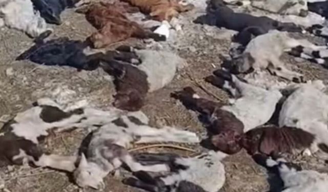 Ahırda çıkan yangında çok sayıda hayvan öldü