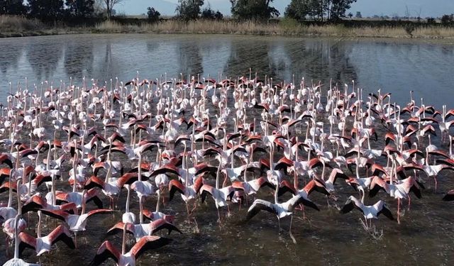 Büyük Menderes'te taşkın: Su altında kalan tarlalara flamingolar akın etti