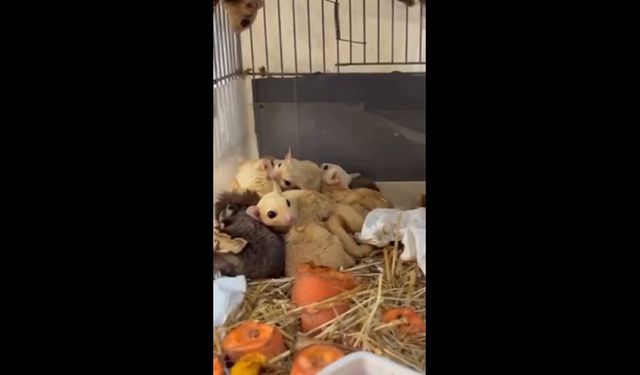 Isparta'da yasa dışı hayvan ticaretine operasyon